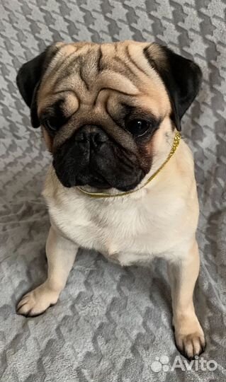Мопс вязка мальчик