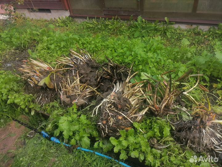 Нимфеи для пруда