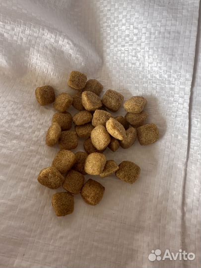 Корм для собак супер премиум