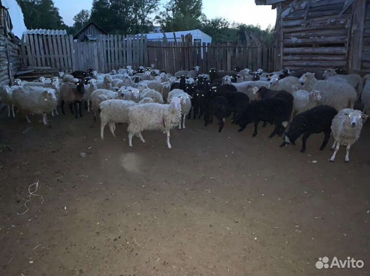 Овцы бараны