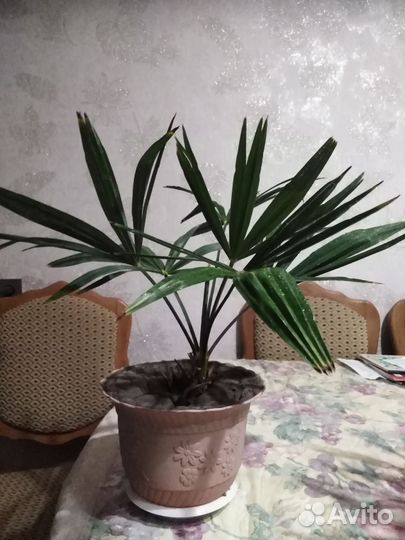 Пальма из сочи