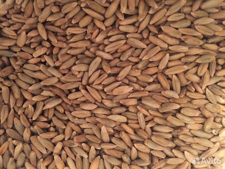 Продам рожь озимую