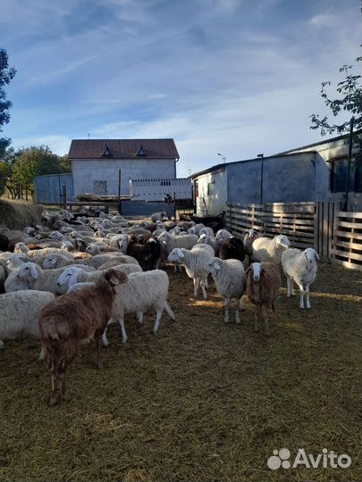 Овцы бараны ягнята