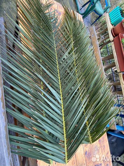 Листья Финиковой Пальмы Сухоцветы