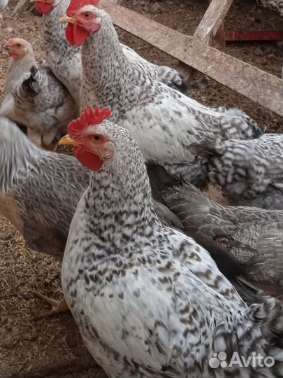 Петухи молодые