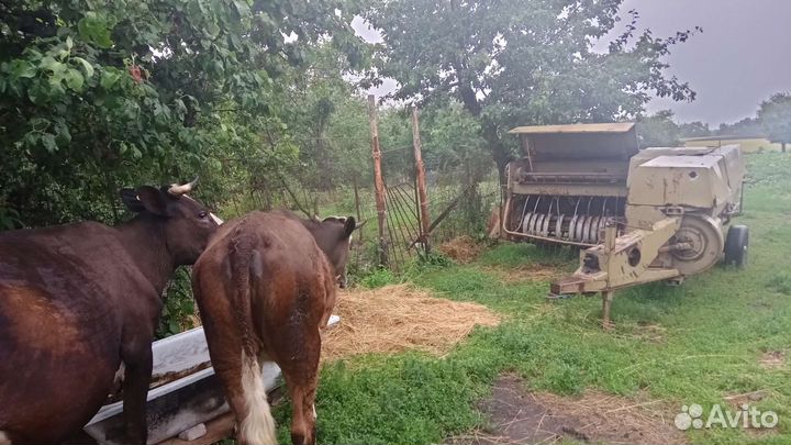 Телка 1.5 года