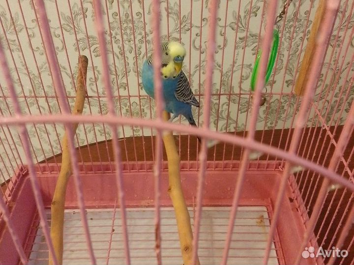 Волнистый попугай