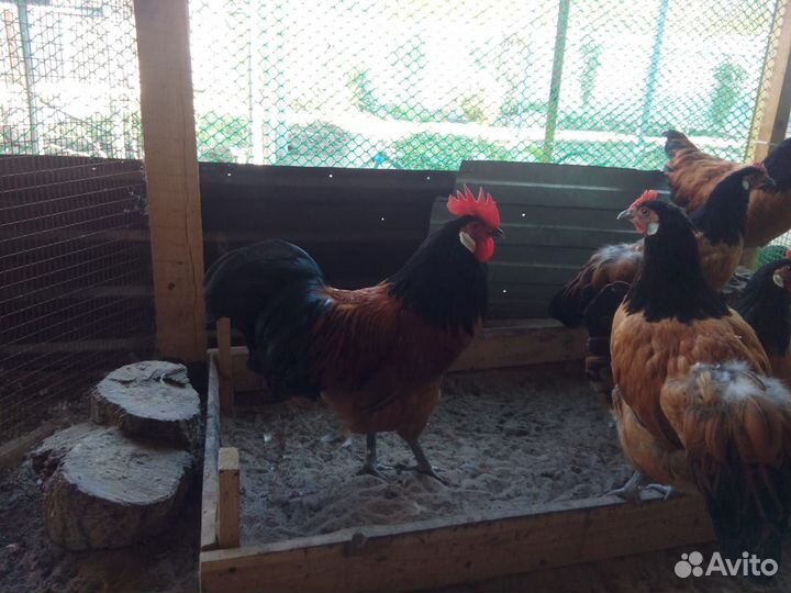 Инкубационное яйцо породы Форверк,цыплята