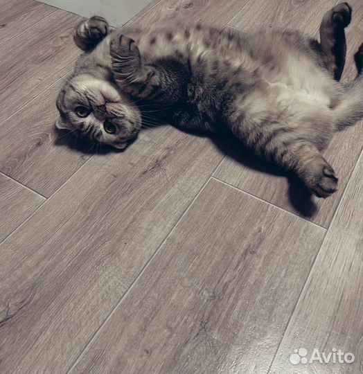 Отдам кошечку