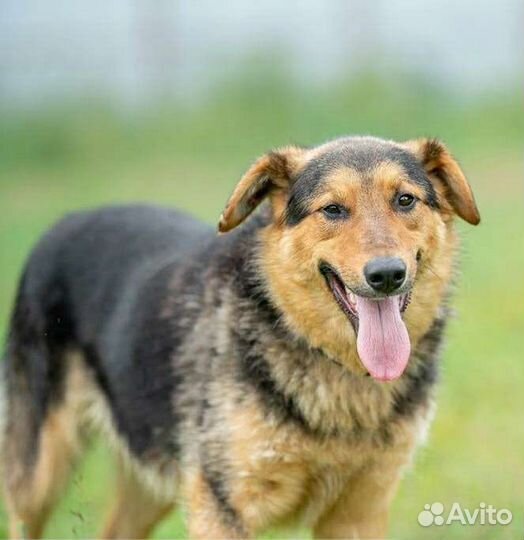 Пёс Коржик в добрые руки