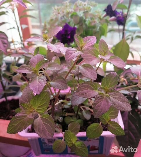 Мята перечная ментоловая Black Mitcham