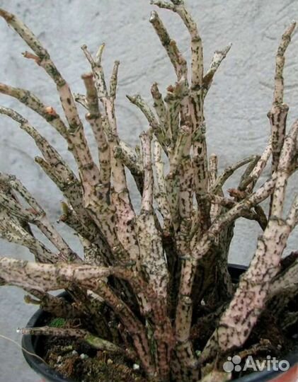 Эуфорбия платиклада