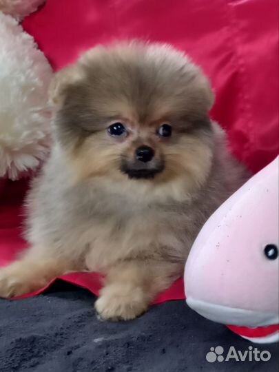 Щенки шпица