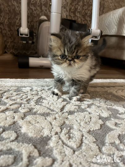 Персидские котята