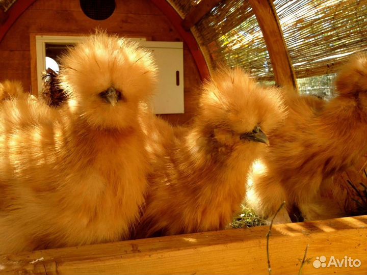 Шёлковые куры, америка, маран