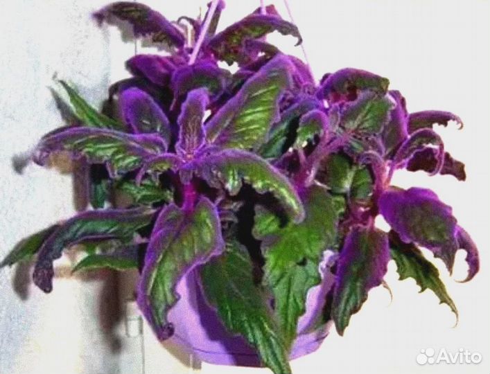 Гинура пушистая 