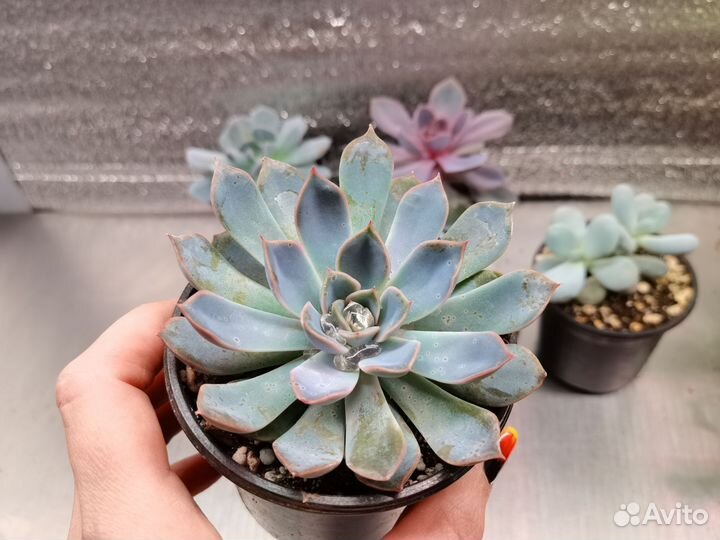 Эхеверии и пахифитум