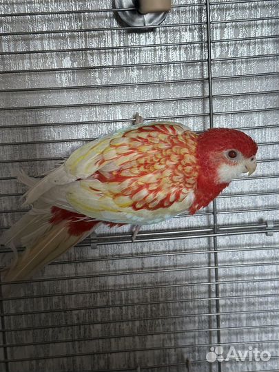 Попугай розелла рубиновая