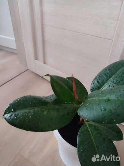 Фикус каучуконосный эластика очень крупные листья