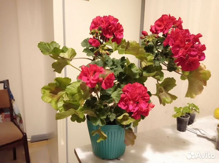 Герань цветущая в горшке, Подарок жене