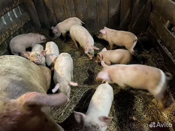 Поросята 1,5 месяца