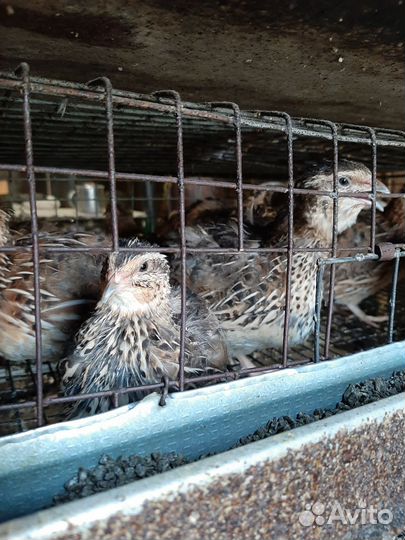 Перепела инкубационное яйцо Доставка