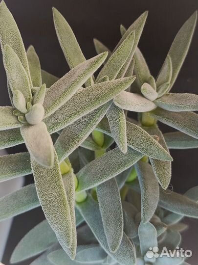 Суккуленты срезы 3