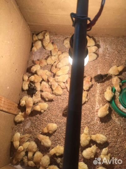 Перепела суточные