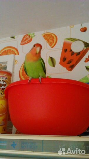 Продам птенцов попугая неразлучника