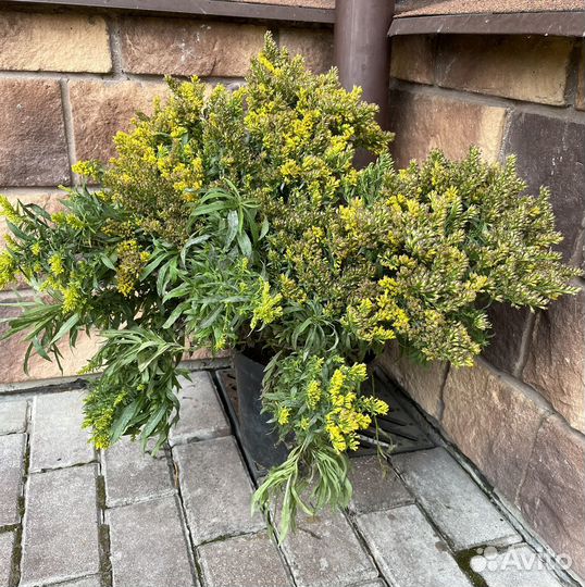 Многолетники Астра Золотарник