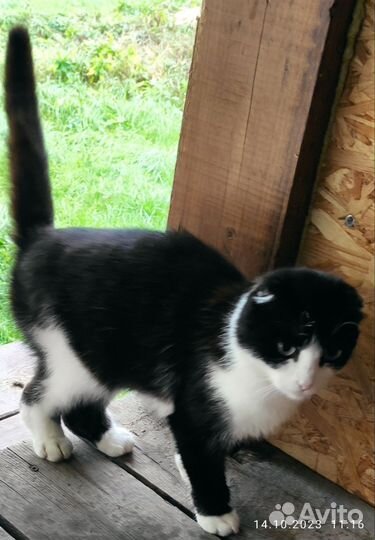 Котята ищут хозяев