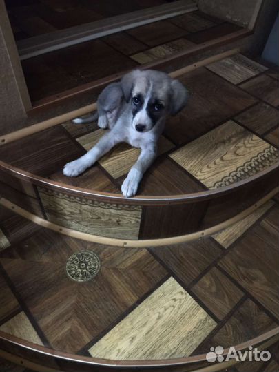 Собака в добрые руки щенок