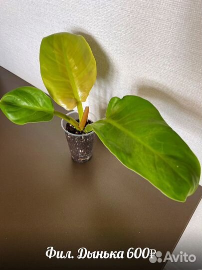 Филодендроны