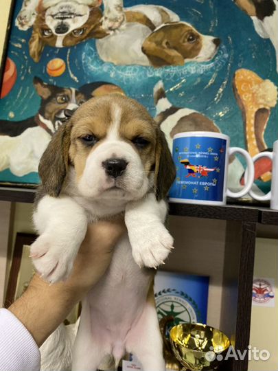 Щенки бигли