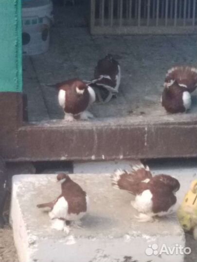 Продам голубей