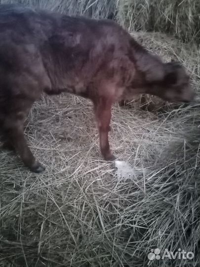 Продаю тёлочку