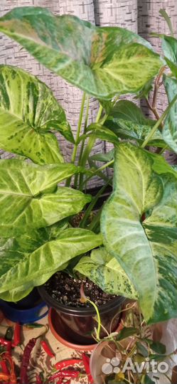 Комнатные цветы