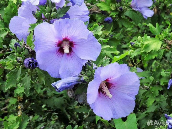 Гибискус сирийский древовидный