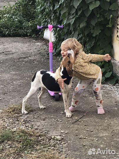 Собака в добрые руки