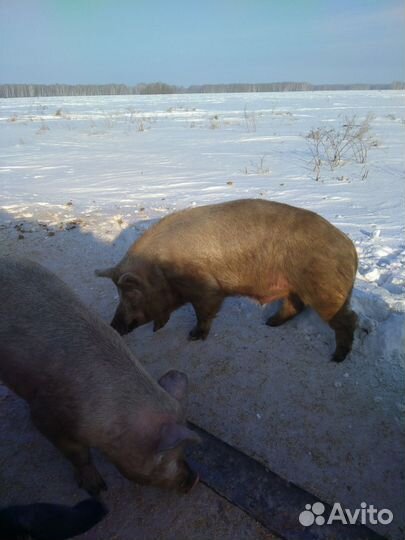 Хряк на племя