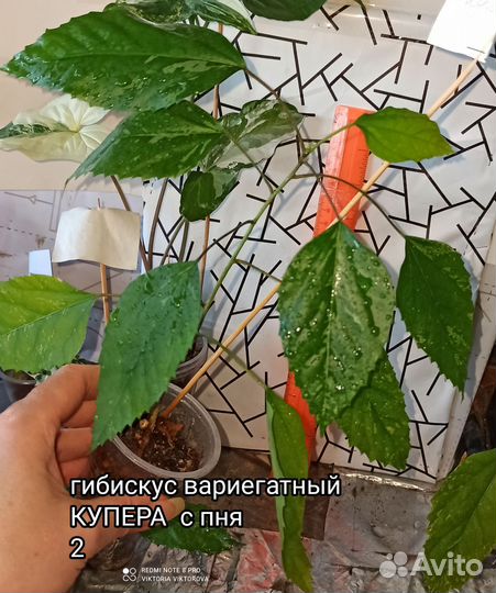 Гибискус вариегатный купера