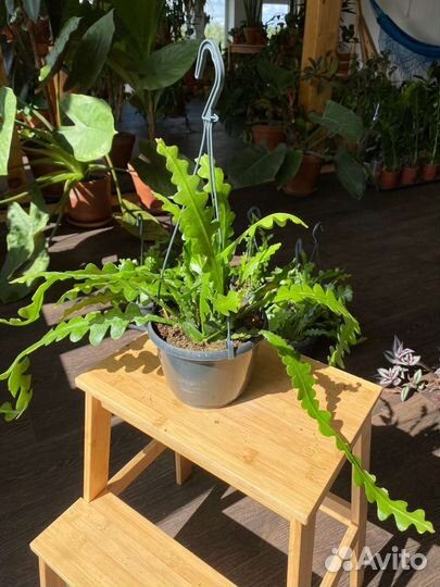 Эпифиллум ангулигер