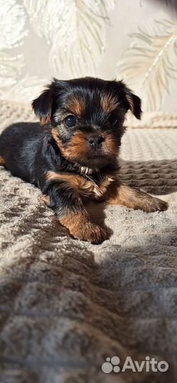 Йоркширский терьер