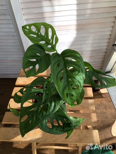 Монстерра Обликва Манки Маск