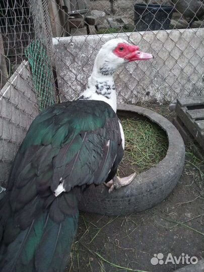 Селезень индоутки