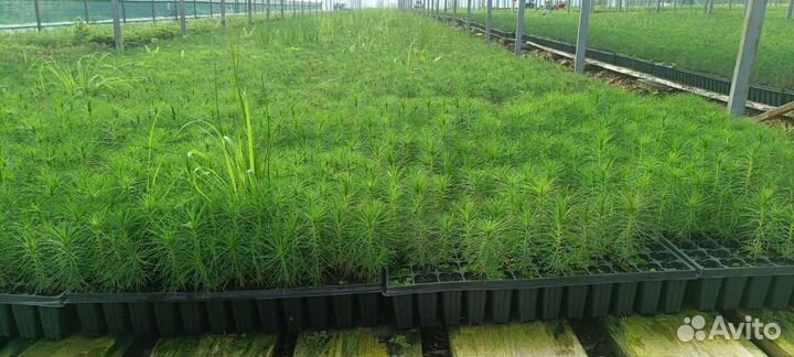 Саженцы ели зкс от производителя