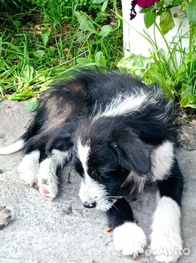 Собаки бесплатно в добрые руки щенки