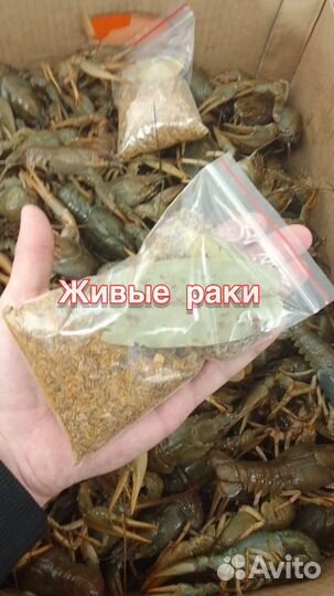 Раки речные Доставка по москве и области