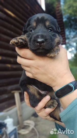 Щенки немецкой овчарки рабочего разведения РКФ