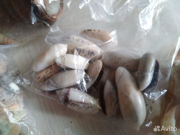 Ракушки морские мелкие